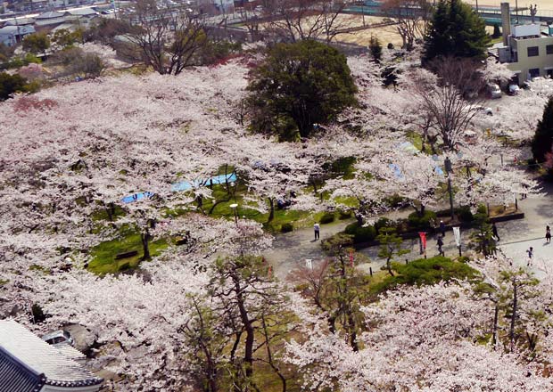 長浜城歴史博物館の展望台からの桜