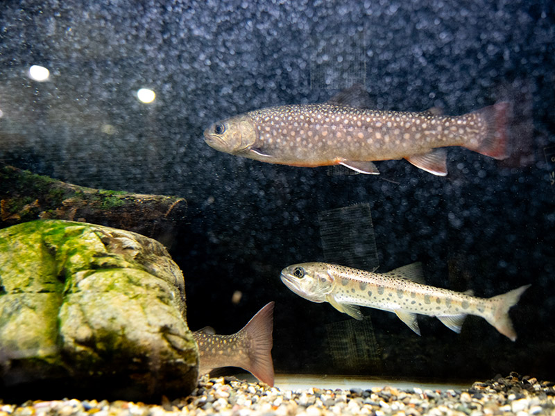 川の魚も小さなびわ湖水族館にいました。