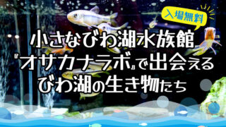 長浜駅からすぐ！小さなびわ湖水族館で出会えるびわ湖の生き物たち