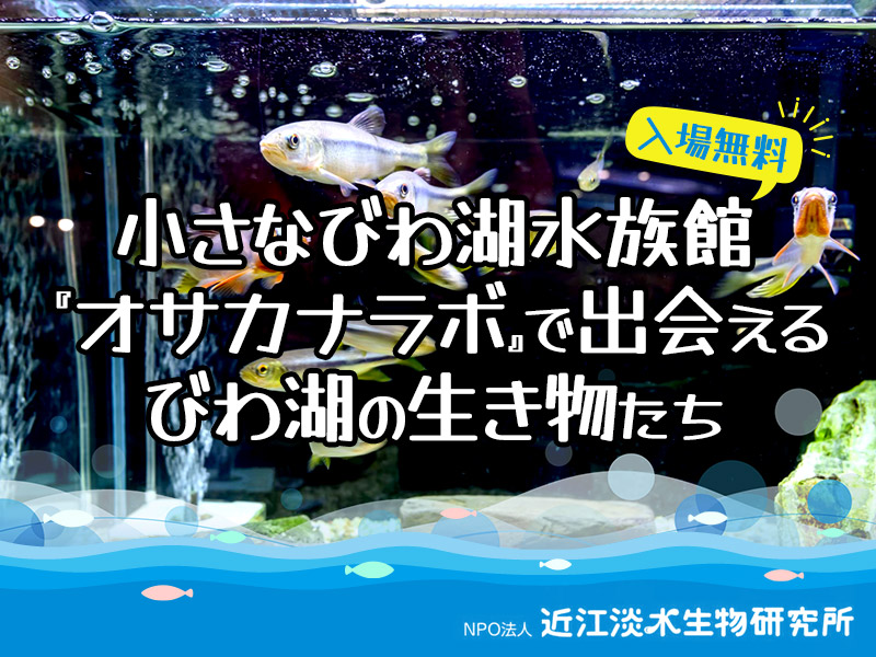 長浜駅からすぐ！小さなびわ湖水族館で出会えるびわ湖の生き物たち